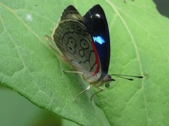 Diaethria ceryx