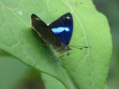 Diaethria ceryx