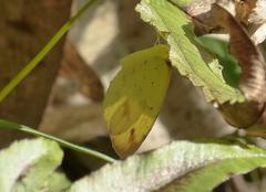 Eurema desjardinsii