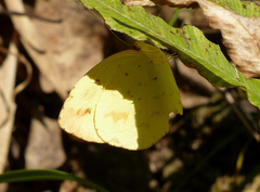 Eurema desjardinsii