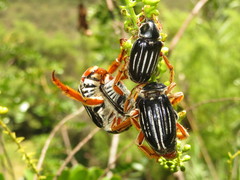 Ancistrosoma intermedium