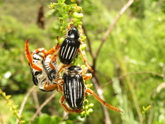 Ancistrosoma intermedium