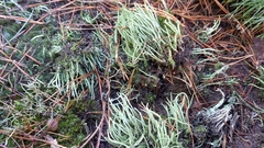 Cladonia rei