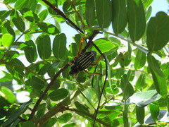 Ancistrosoma intermedium