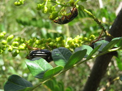 Ancistrosoma intermedium