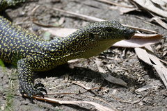 Varanus tsukamotoi