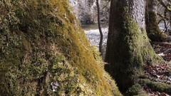 Anomodon longifolius