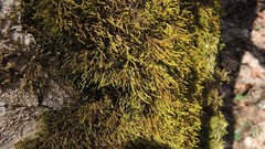 Anomodon longifolius