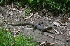 Varanus tsukamotoi
