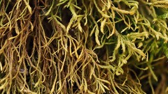 Anomodon longifolius