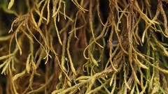 Anomodon longifolius