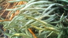 Cladonia rei