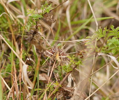 Chrysolarentia vicissata