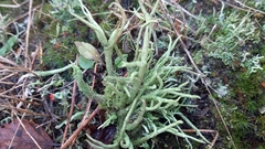 Cladonia rei