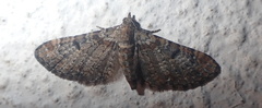 Eupithecia laquaearia