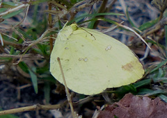 Eurema floricola