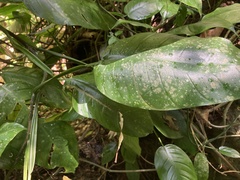 Philodendron lingulatum
