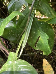 Philodendron lingulatum