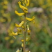 Southern Fumewort - Photo (c) tallpaultheforester, some rights reserved (CC BY-NC), uploaded by tallpaultheforester