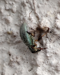 Polydrusus chrysomela