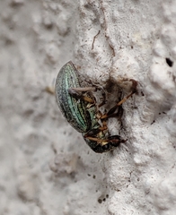 Polydrusus chrysomela