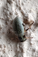Polydrusus chrysomela
