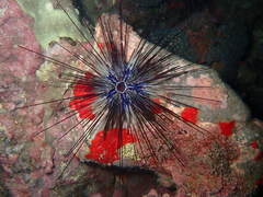 Diadema africanum