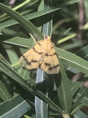 Dichocrocis
