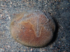 Spatangoida