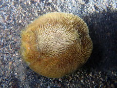 Spatangoida