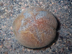 Spatangoida