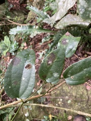 Aristolochia oblongata calceiformis