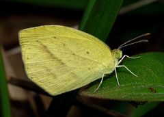 Eurema laeta