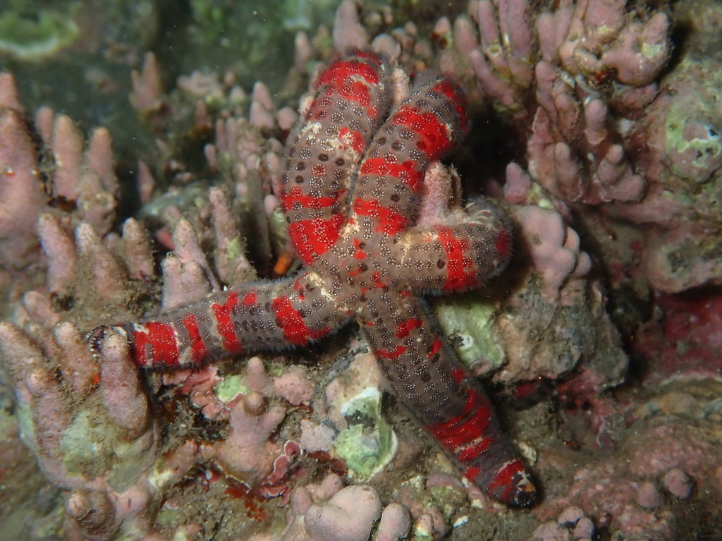 Copidaster lymani