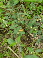 Sida rhombifolia