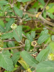 Sida rhombifolia