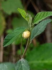 Sida rhombifolia