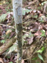 Zanthoxylum martinicense