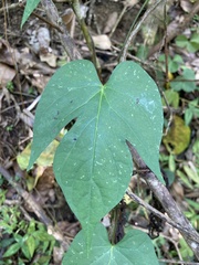 Ipomoea tiliacea