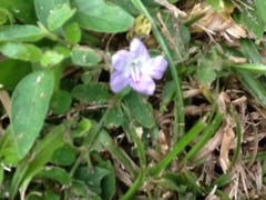 Ruellia repens