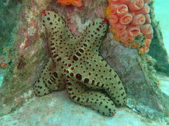 Oreaster clavatus