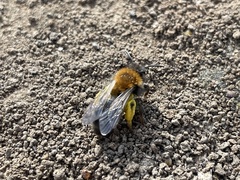 Andrena clarkella