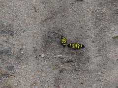 Cyllopodini