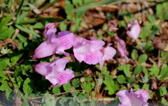 Dicerocaryum eriocarpum