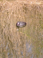 Fulica atra