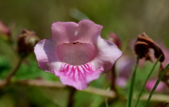 Dicerocaryum eriocarpum