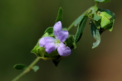 Barleria macrostegia