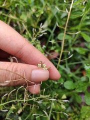 Capsella bursa-pastoris