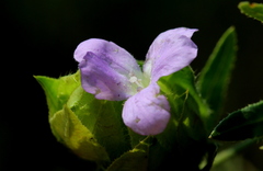 Barleria macrostegia