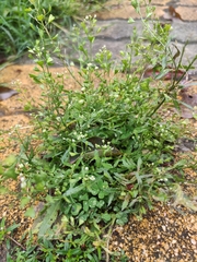 Capsella bursa-pastoris